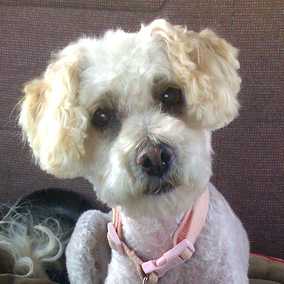 Fifi
