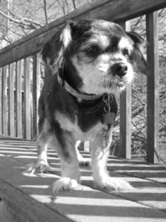 Tootsie