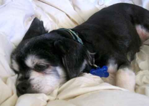 Tootsie