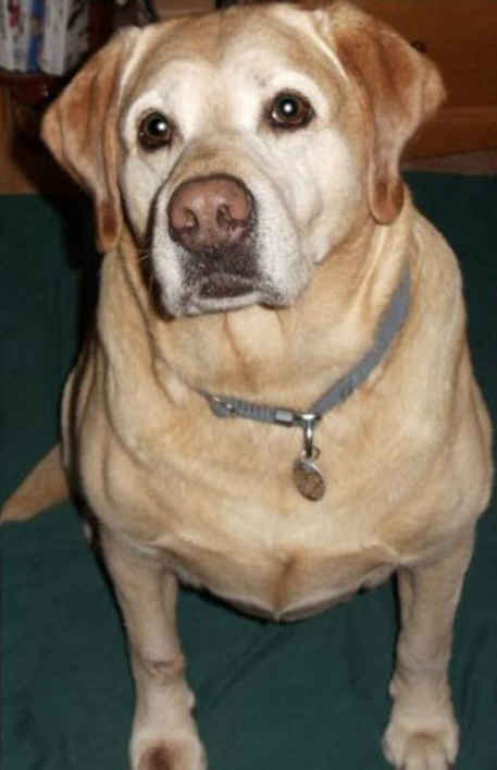 Scrappy