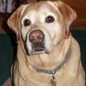 Scrappy