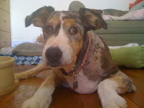 Cassie 2