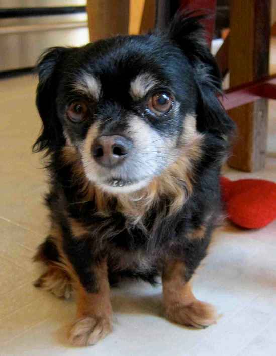 Sparky 4