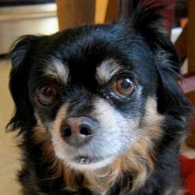 Sparky 4
