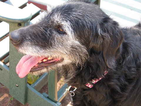 Daisy 4