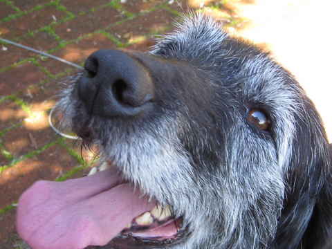 Daisy 4