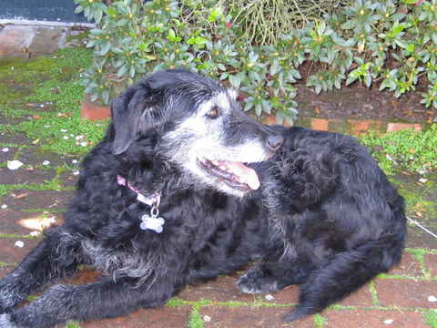 Daisy 4