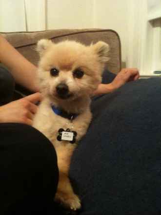 Mister Hobbes