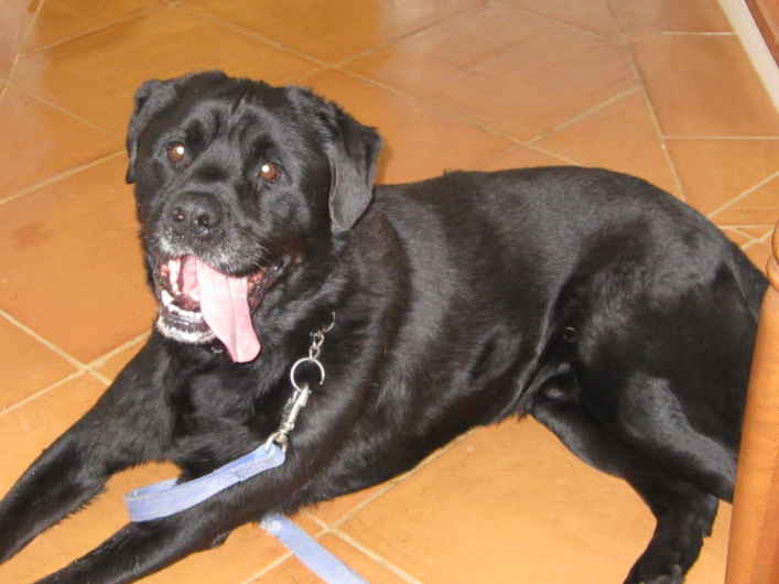 Jake 5