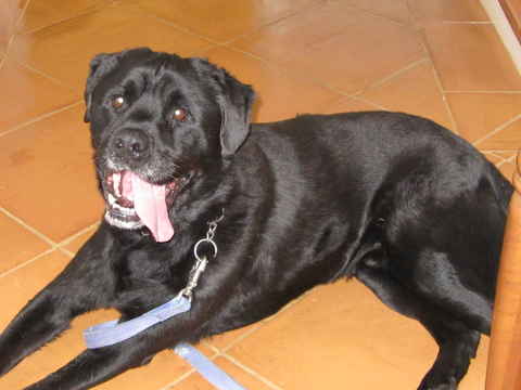 Jake 5