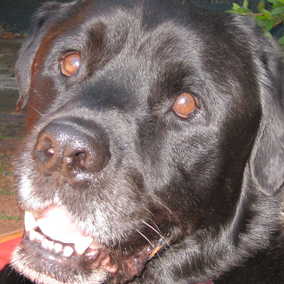 Jake 5