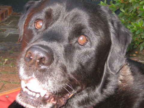 Jake 5