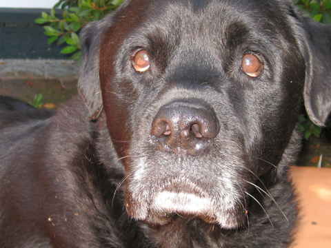 Jake 5