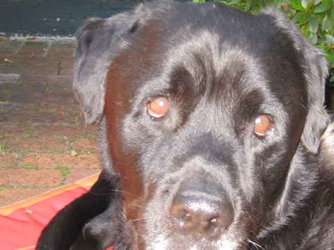 Jake 5