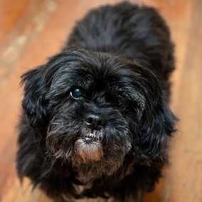 Zoe 3