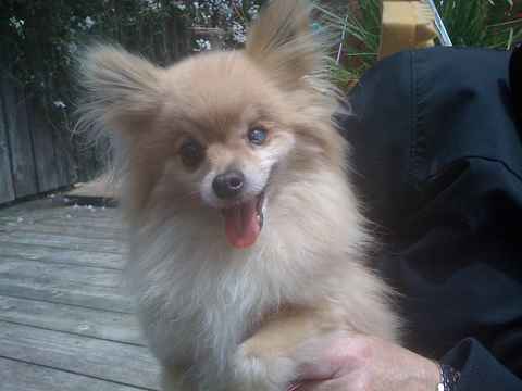 Taffy