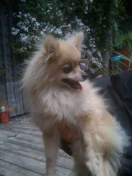 Taffy