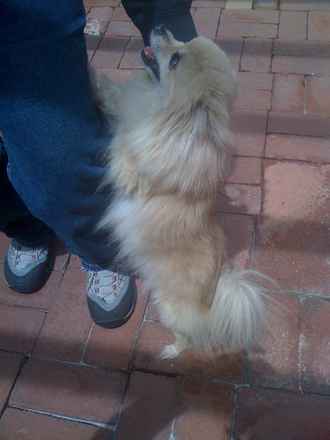 Taffy