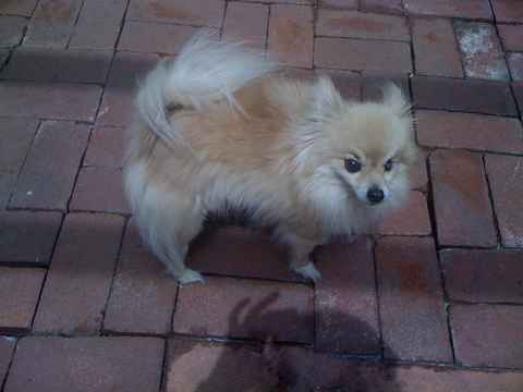 Taffy