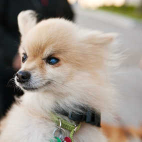 Taffy