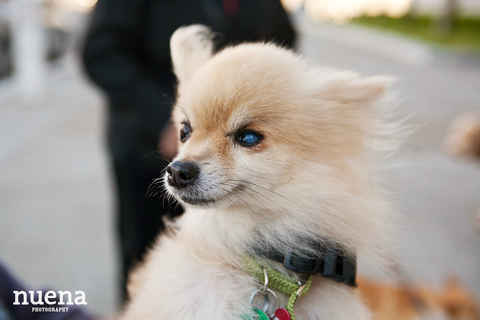 Taffy