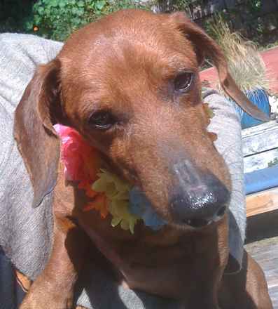 Morris