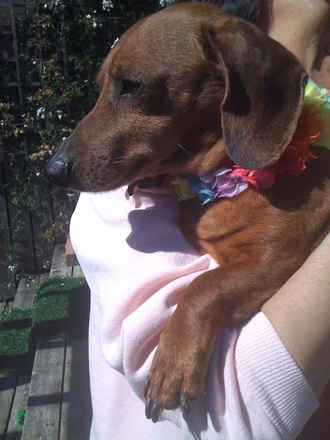 Morris