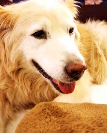 Sandi