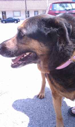 Ms Lady