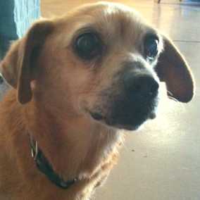 Gracie 4