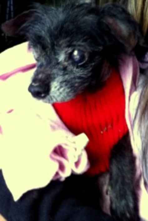 Little Prince William