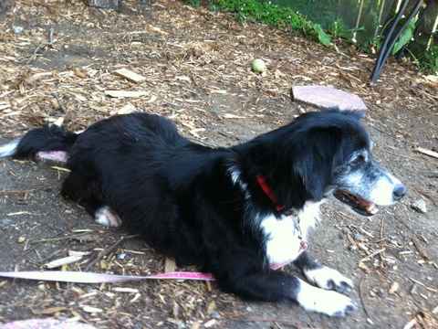 Phoebe 2