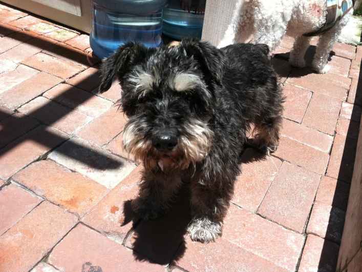 Zuni