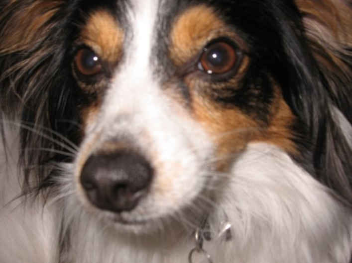Apollo