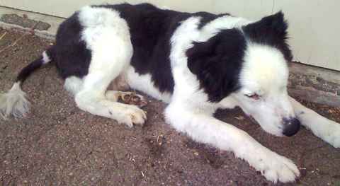 Snoopy 2
