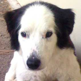 Snoopy 2