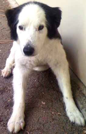 Snoopy 2