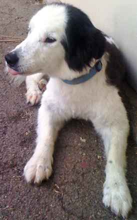Snoopy 2