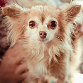 Thumbelina