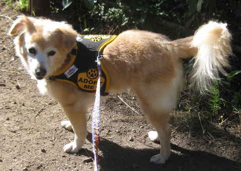 Skipper 2