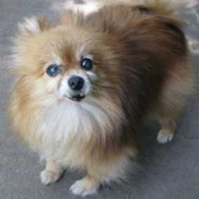 Nellie