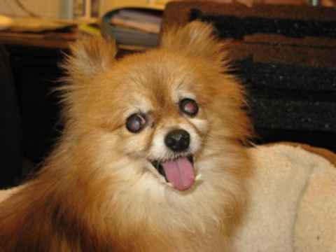 Nellie