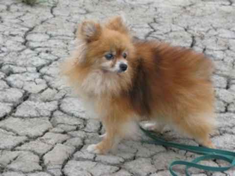 Nellie