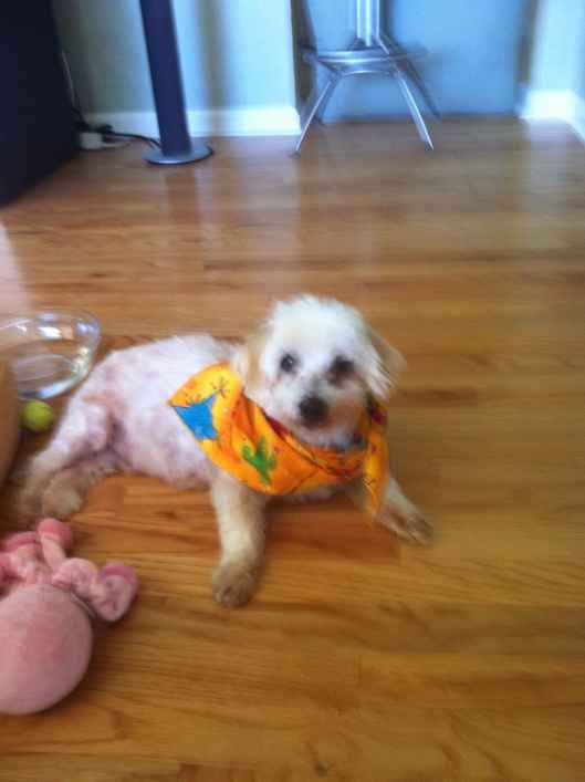 Skippy 3