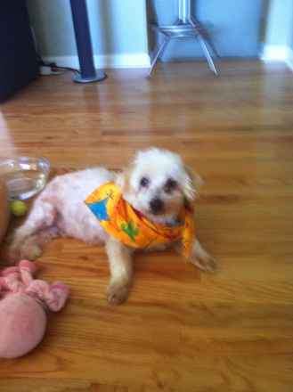 Skippy 3