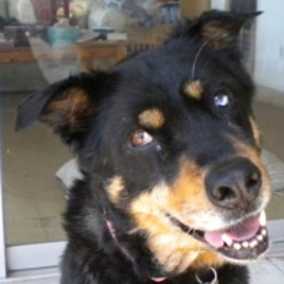 Obie