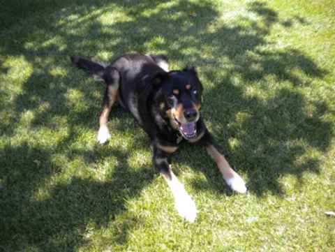 Obie