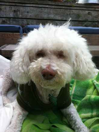 Lacey
