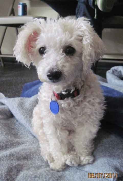 Seebie