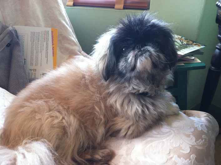 Shilo